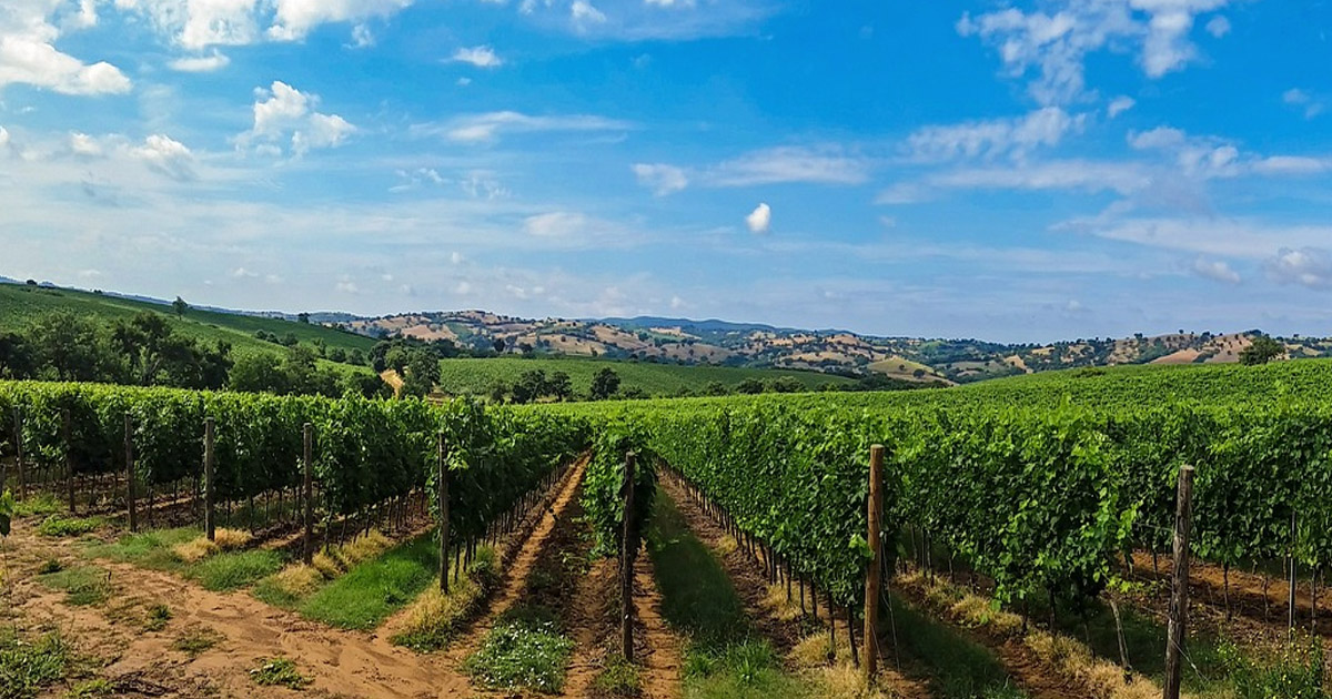 wide angle view of Tuscan Vineyard