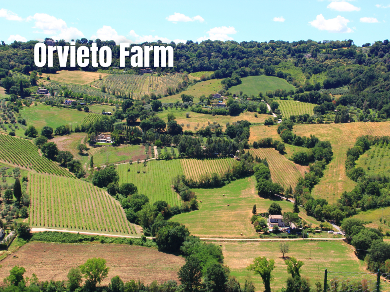 Orvieto: A Timeless Gem in Tuscany&#8217;s Crown of Culinary and Cultural Delights, Chef Damiano - Tuscan Chef